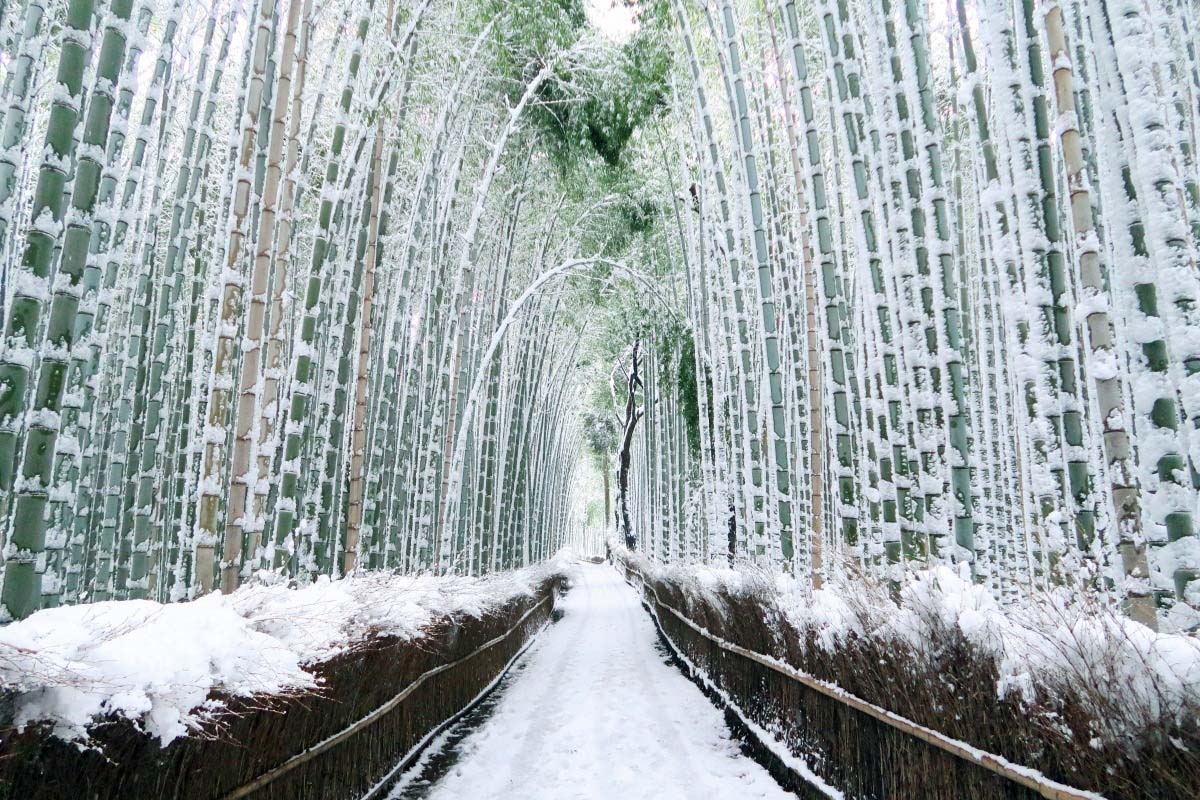 Con đường uốn lượn xuyên qua rừng tre Arashiyama, bao phủ bởi tuyết trắng tinh khôi.