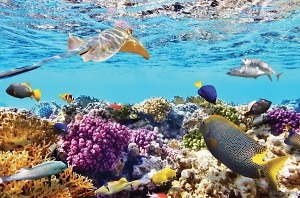 Điểm du lịch Thái Lan: Đảo san hô coral island