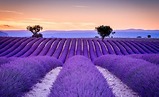 SẮC TÍM NGÚT NGÀN  – HOA OẢI HƯƠNG LAVENDER PHÁP!