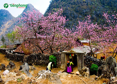 |Tour Hà Giang| Du lịch Hà Giang mùa nào đẹp nhất