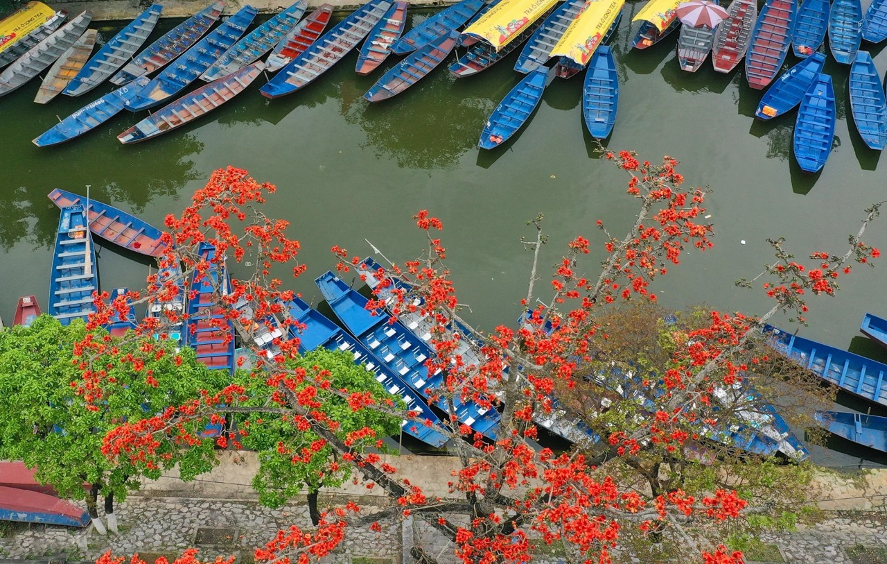 ​  Hoa gạo đỏ rực suối Yến chùa Hương  ​