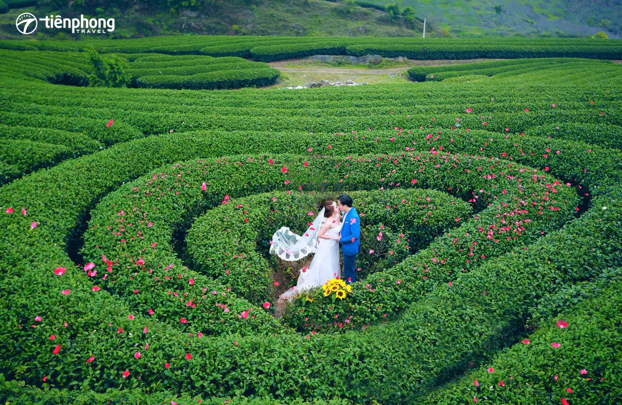 Đồi chè trái tim xanh mướt ở Mộc Châu
