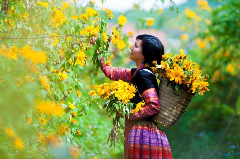 Ngắm hoa dã quỳ Mộc Châu cùng Tiên Phong Travel