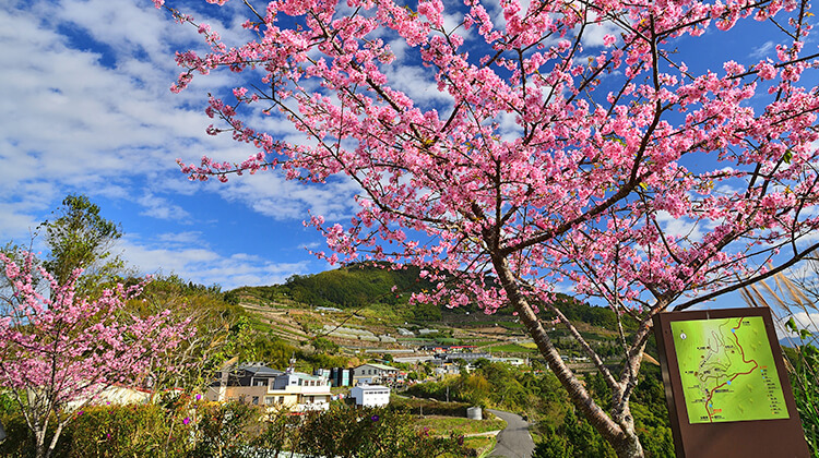 Rừng Alishan