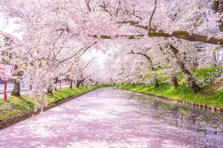 Công viên Hirosaki ngập tràn trong sắc hoa anh đào