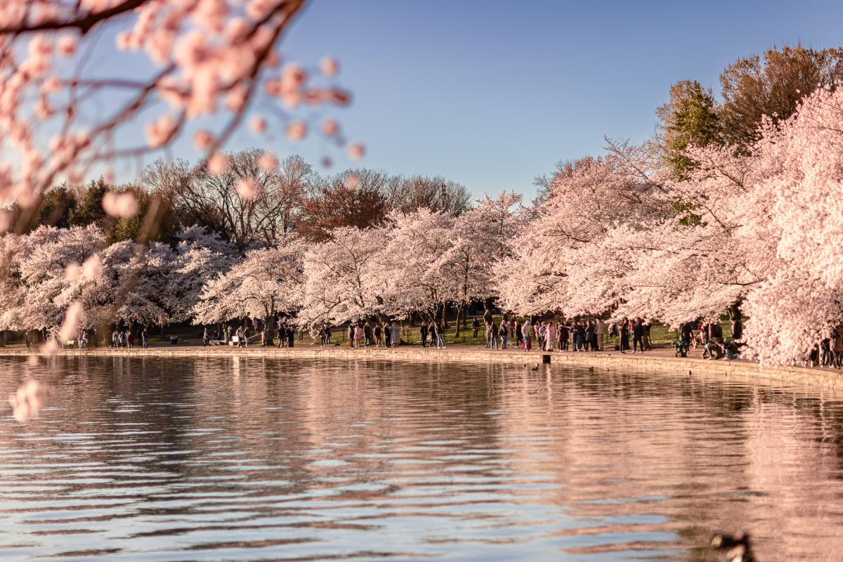 Ngắm hoa anh đào ở hồ Tidal Basin