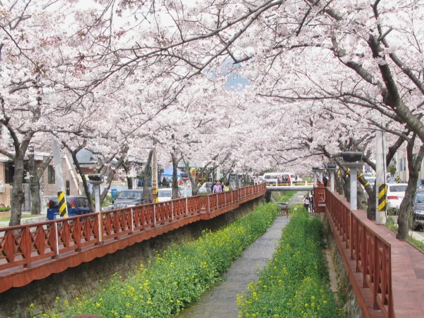 Đường hầm hoa anh đào tuyệt đẹp ở Suối Yeojwacheon