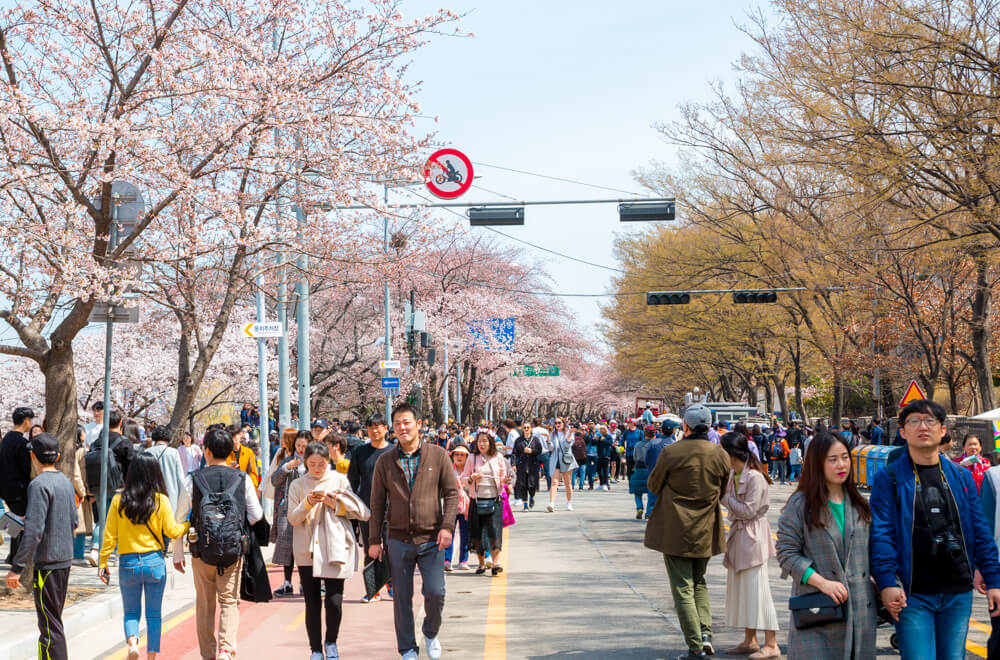 Dạo bước dưới hàng cây hoa anh đào ở công viên Yeouido