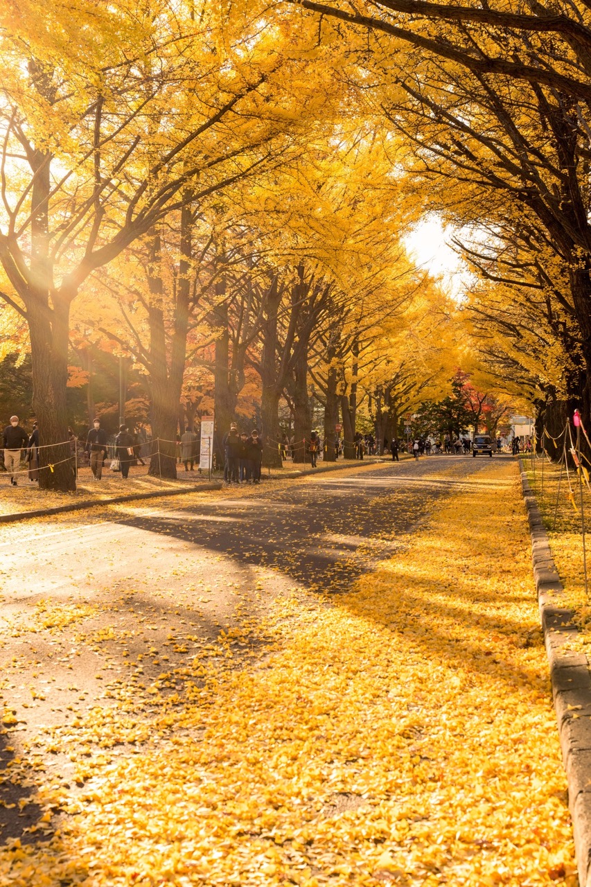 Đại lộ lá vàng Ginkgo - Hokkaido