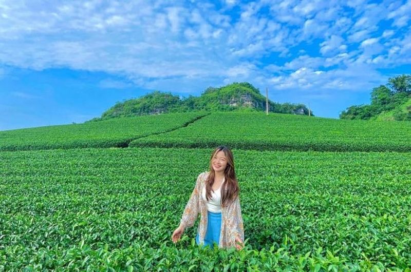 Đồi chè Mộc Châu trải dài xanh mướt, ánh nắng dịu dàng, gợi cảm giác thư thái