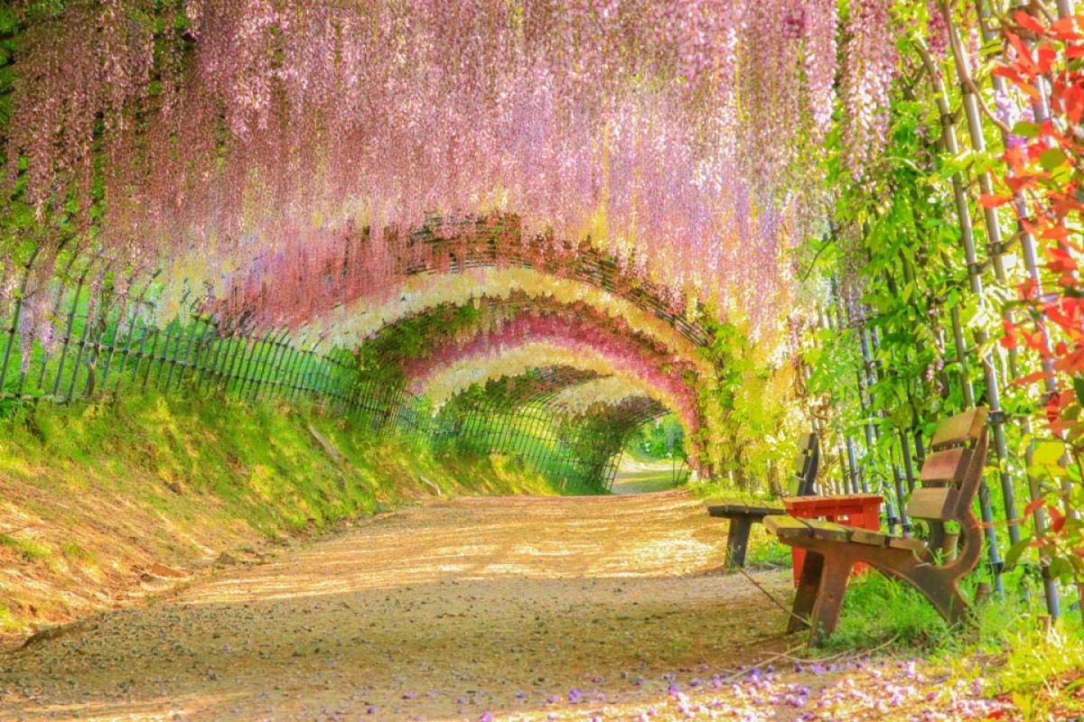 Đường hầm hoa tử đằng tại Vườn Kawachi Fuji với những chùm hoa dày đặc rủ xuống, tạo thành mái vòm hoa rực rỡ giữa không gian xanh mát