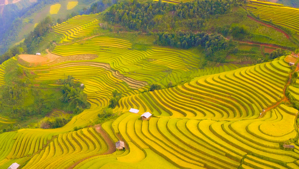 Mù Cang Chải mùa lúa chín vàng rực