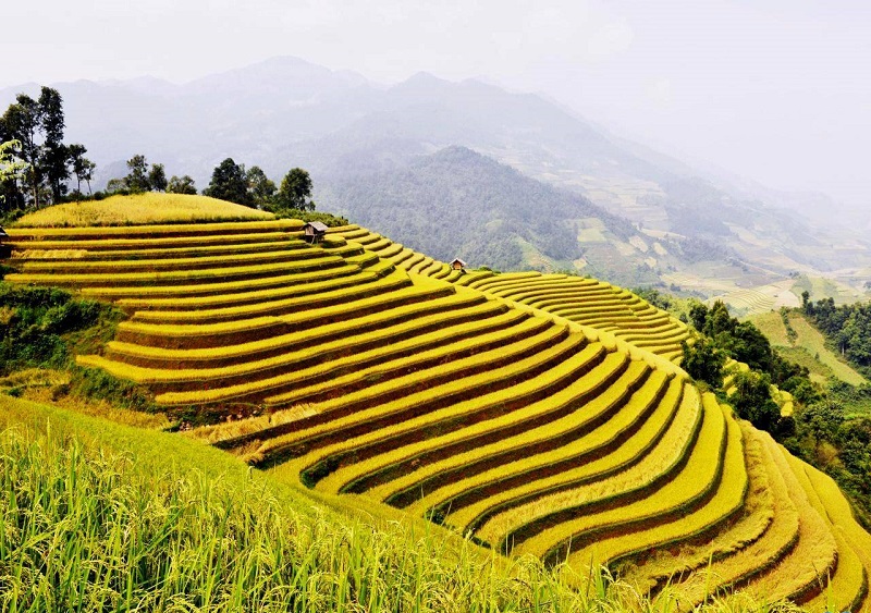 Ruộng bậc thang Sapa mùa thu