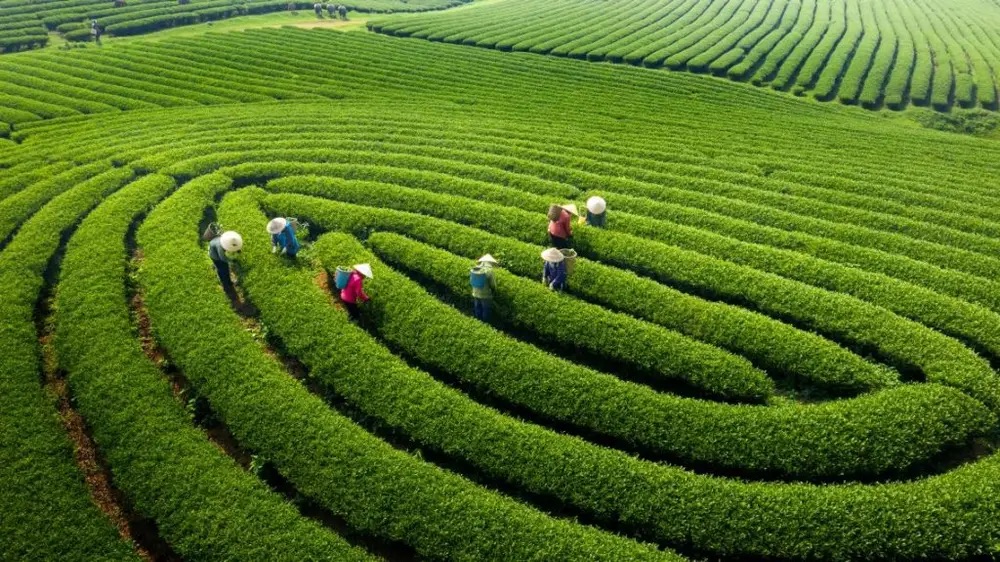 Đồi chè Mộc Châu mùa thu xanh mướt
