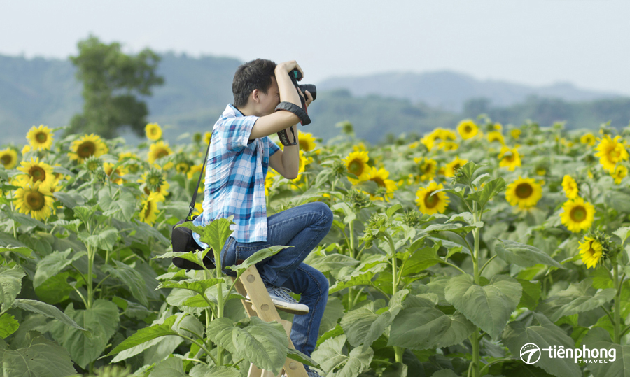 cách chụp ảnh đẹp ở cánh đồng hoa hướng dương nghệ an