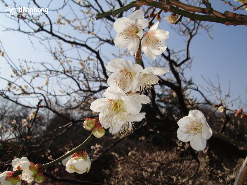 Các mùa hoa ở Nhật Bản