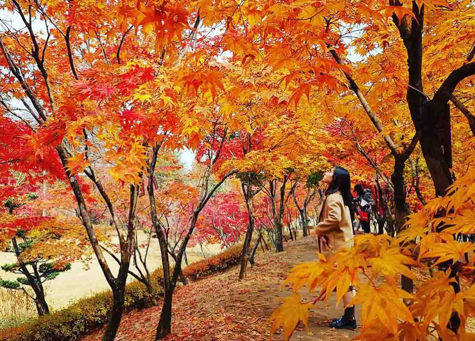 Du lịch Hàn Quốc mùa thu - Tiên Phong Travel
