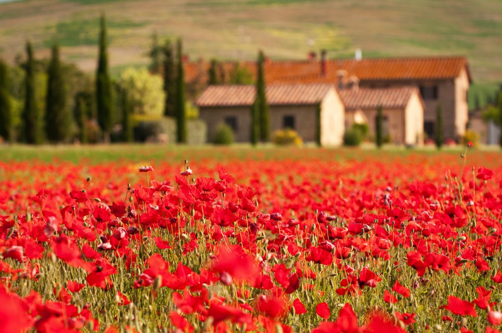 Cánh đồng Tuscany – biểu tượng vẻ đẹp miền quê Ý