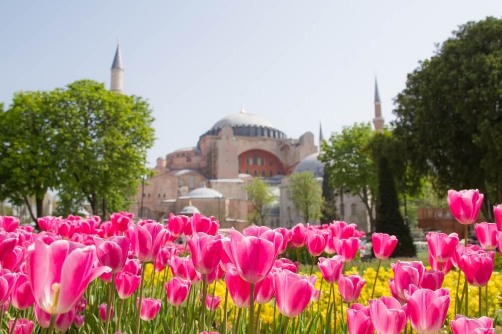 Cánh đồng tulip nở rộ tại Istanbul, sắc hoa tươi thắm dưới ánh sáng tự nhiên