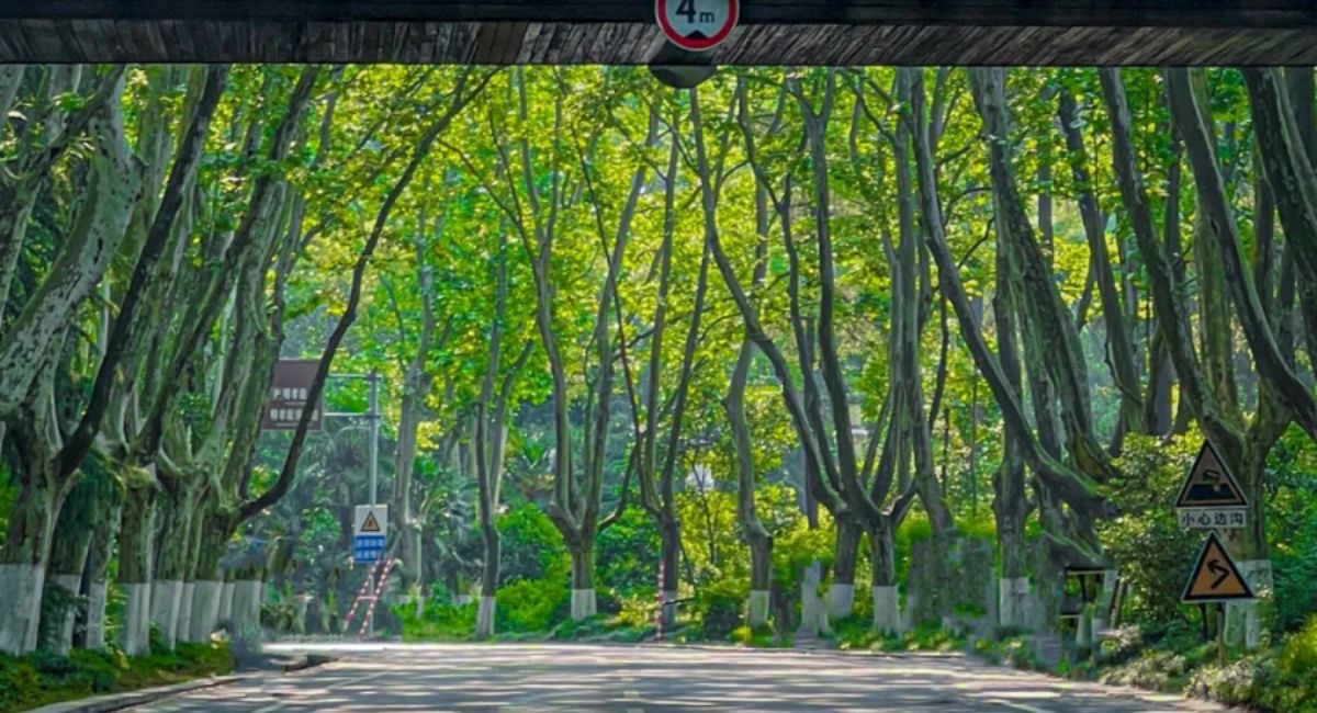 Cây ngô đồng – biểu tượng văn hóa Á Đông, gắn với tình yêu và sự cao quý