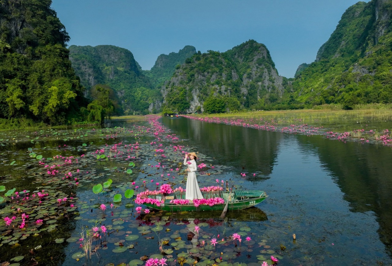 Dòng Ngô Đồng mềm mại rực rỡ sắc tím