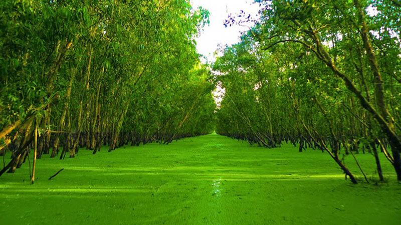 Rừng tràm Trà Sư với thảm bèo xanh mướt, mang đến không gian tĩnh lặng, lý tưởng cho gia đình nhiều thế hệ