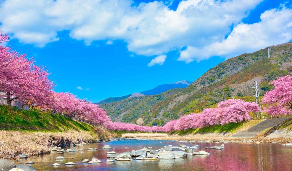 Kawazu, nơi anh đào nở sớm từ đầu tháng 2 đến tháng 3, mở đầu mùa xuân Nhật Bản rực rỡ