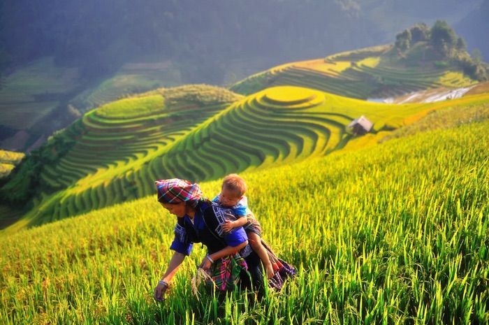 Mù Cang Chải mùa lúa chín
