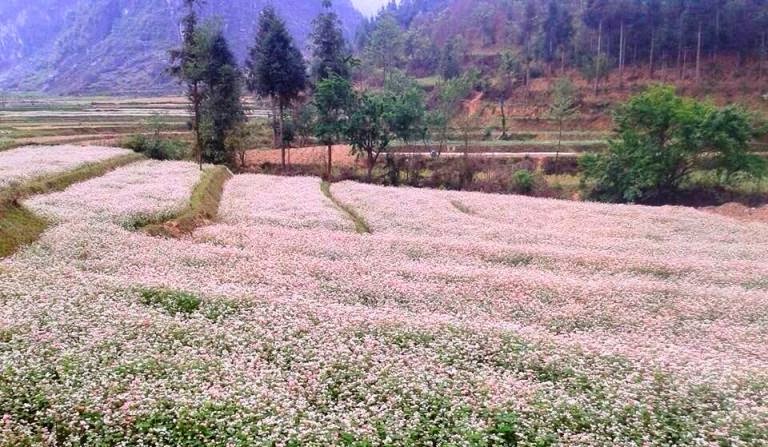 Mùa hoa tam giác mạch ở thị trấn Phó Bảng