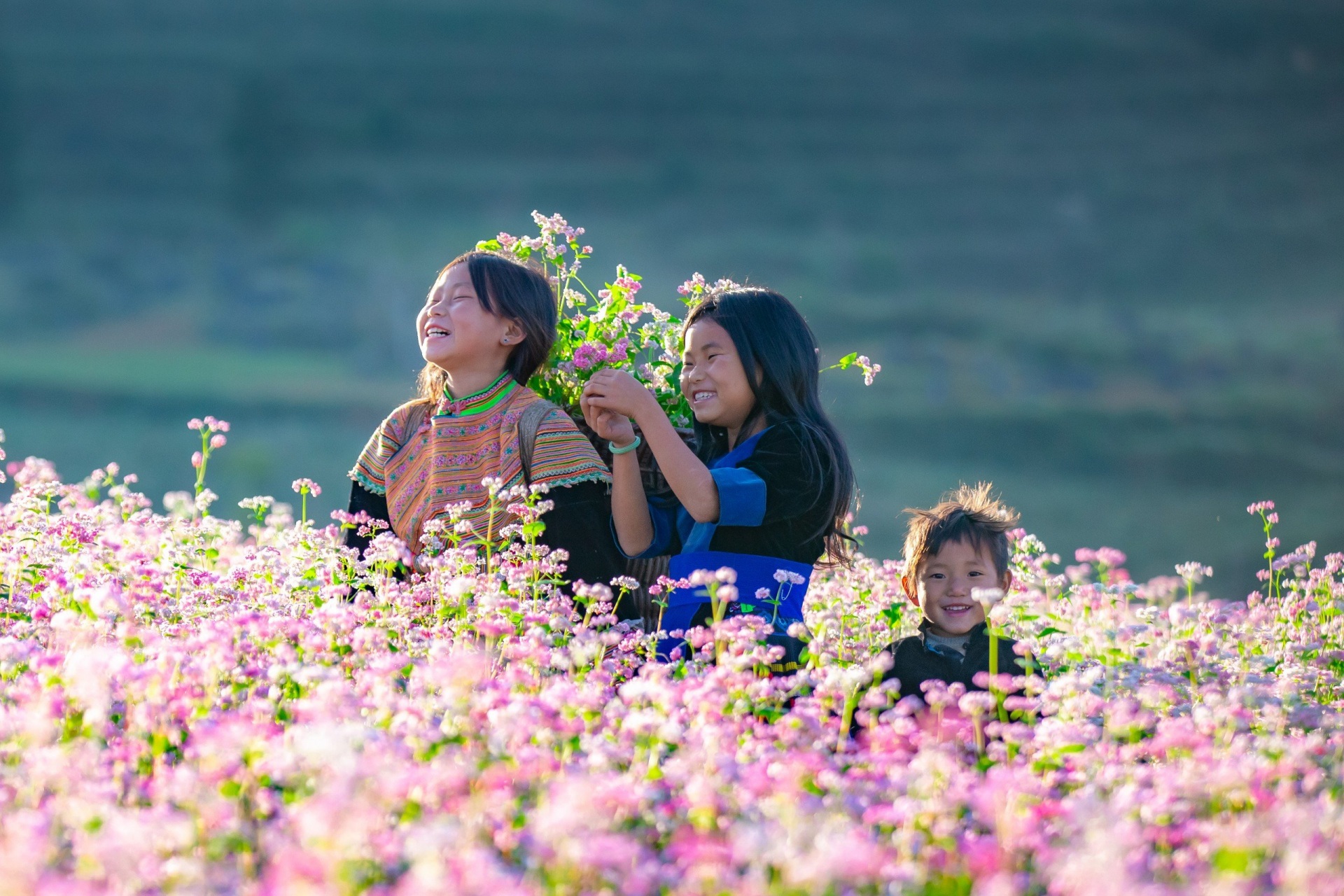 Mùa hoa trên cao nguyên đá