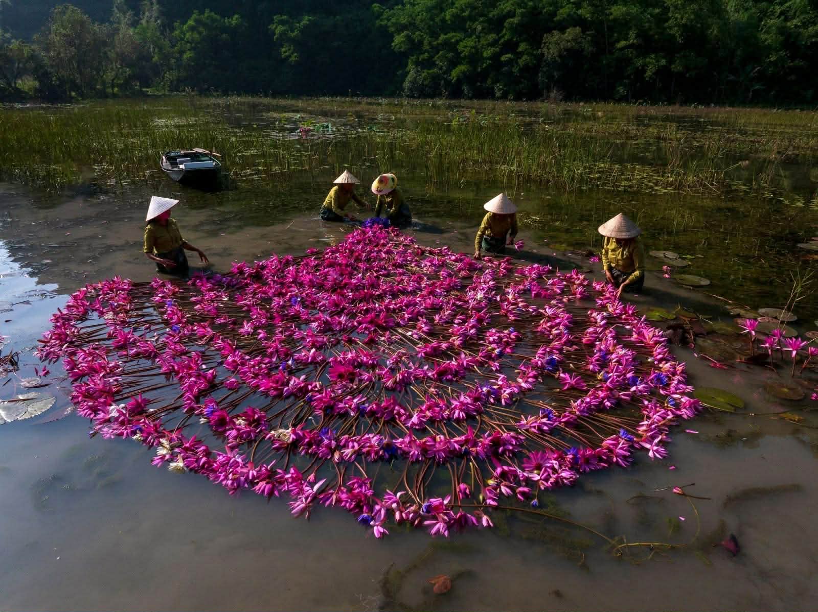 Nhân viên và người dân trồng và chăm sóc hoa súng