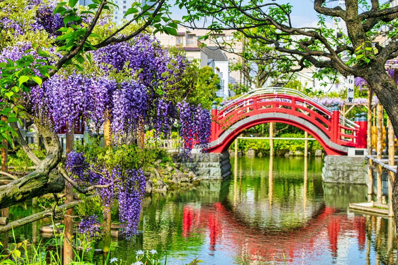 Những giàn hoa tử đằng tím rực rỡ tại Đền Kameido Tenjin, buông xuống bên cây cầu đỏ cong cong, phản chiếu trên mặt ao tĩnh lặng
