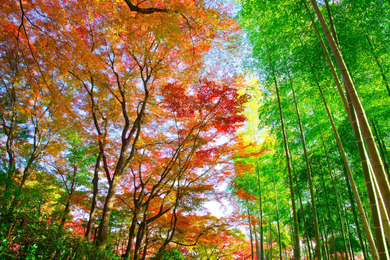 Rừng tre Arashiyama với ánh nắng xuyên qua, điểm xuyết sắc thu vàng rực rỡ