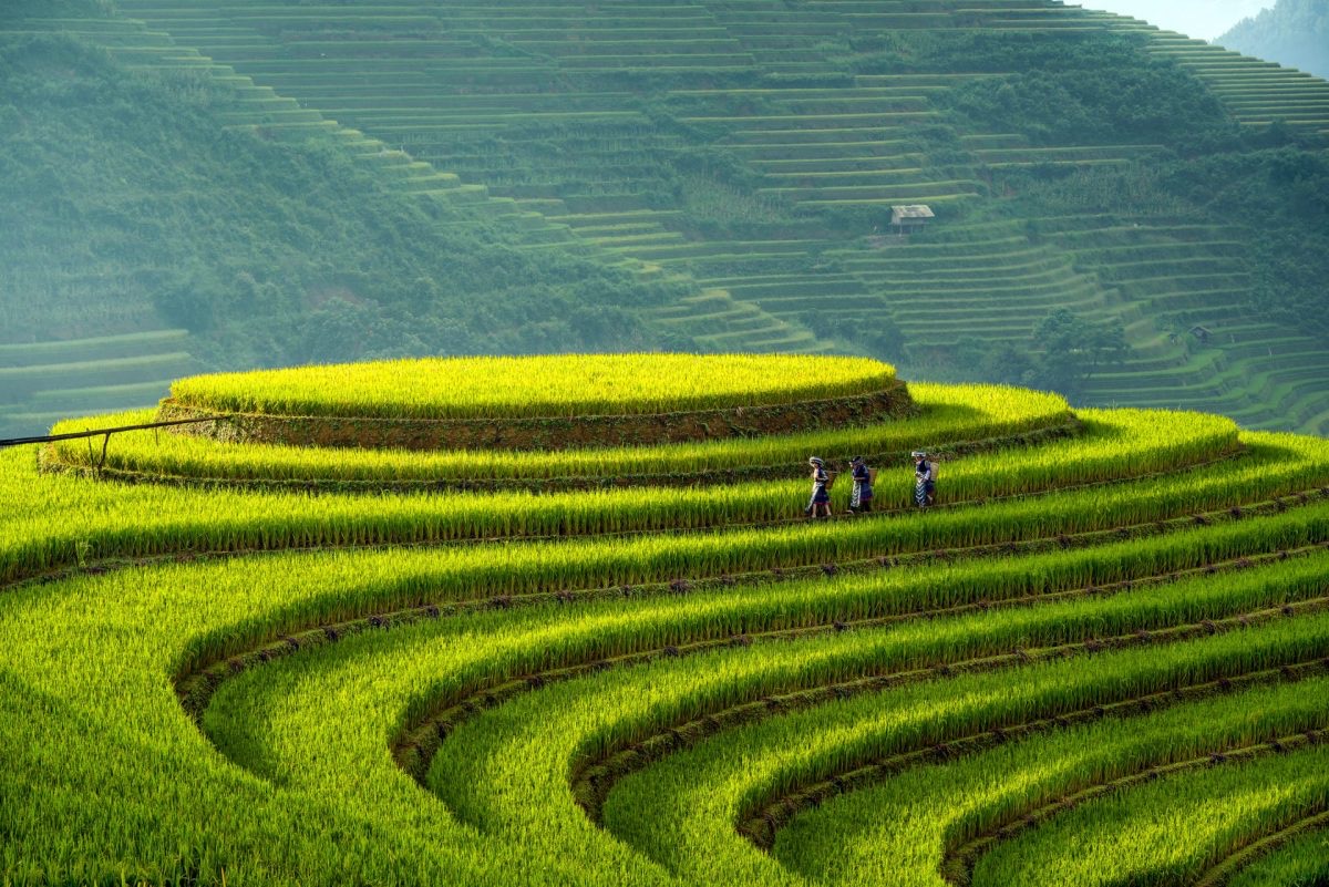Ruộng bậc thang La Pán Tẩn