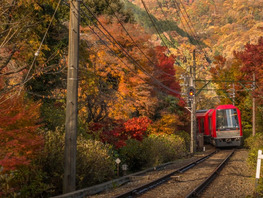 Tàu đỏ rực của Hakone Tozan uốn lượn qua rừng lá thu