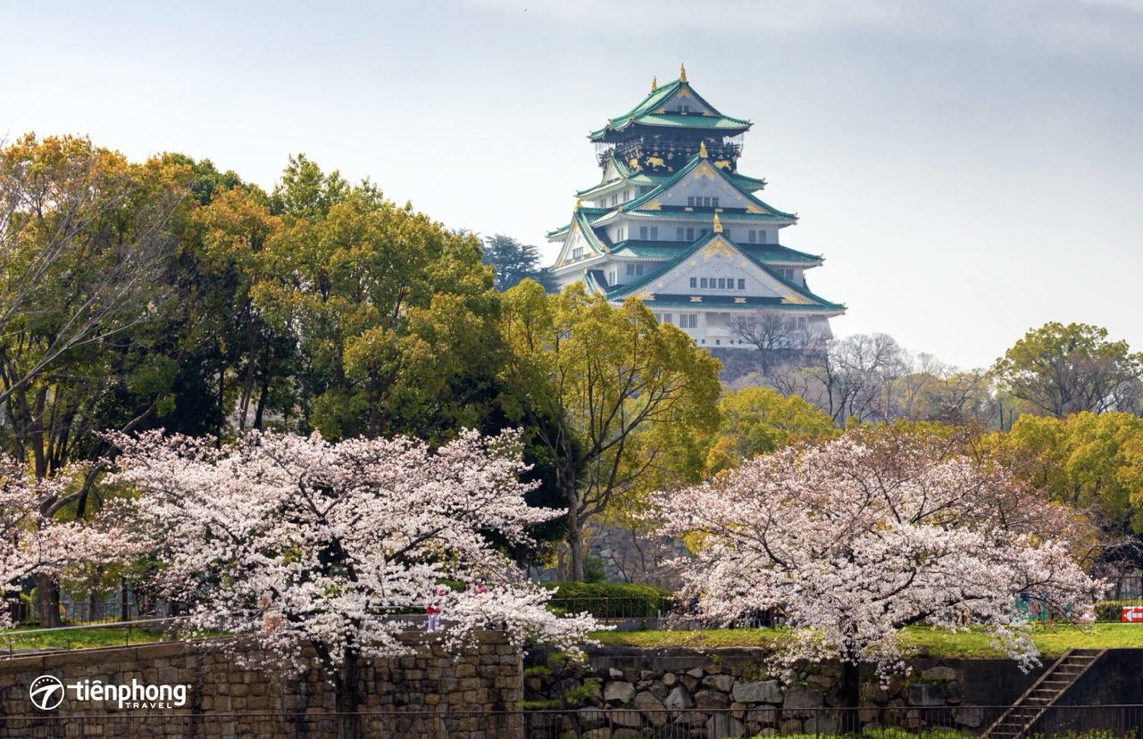 Lâu đài Osaka rực rỡ trong sắc hoa anh đào
