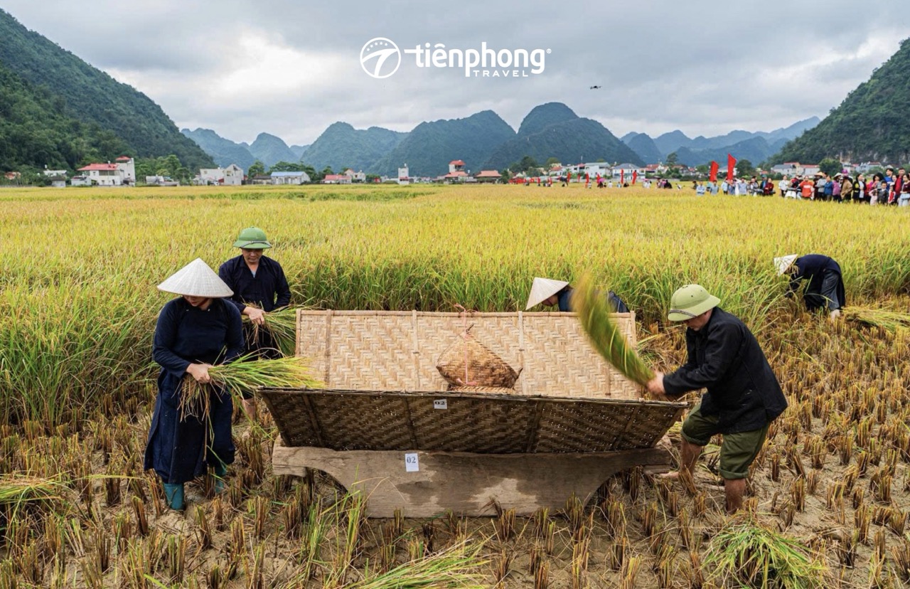 Trải nghiệm mùa vàng ở Bắc