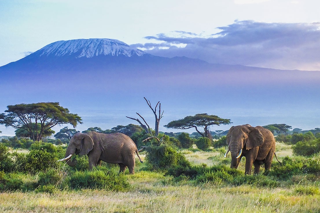 Đàn voi đi ngang qua chân núi Kilimanjaro hùng vĩ