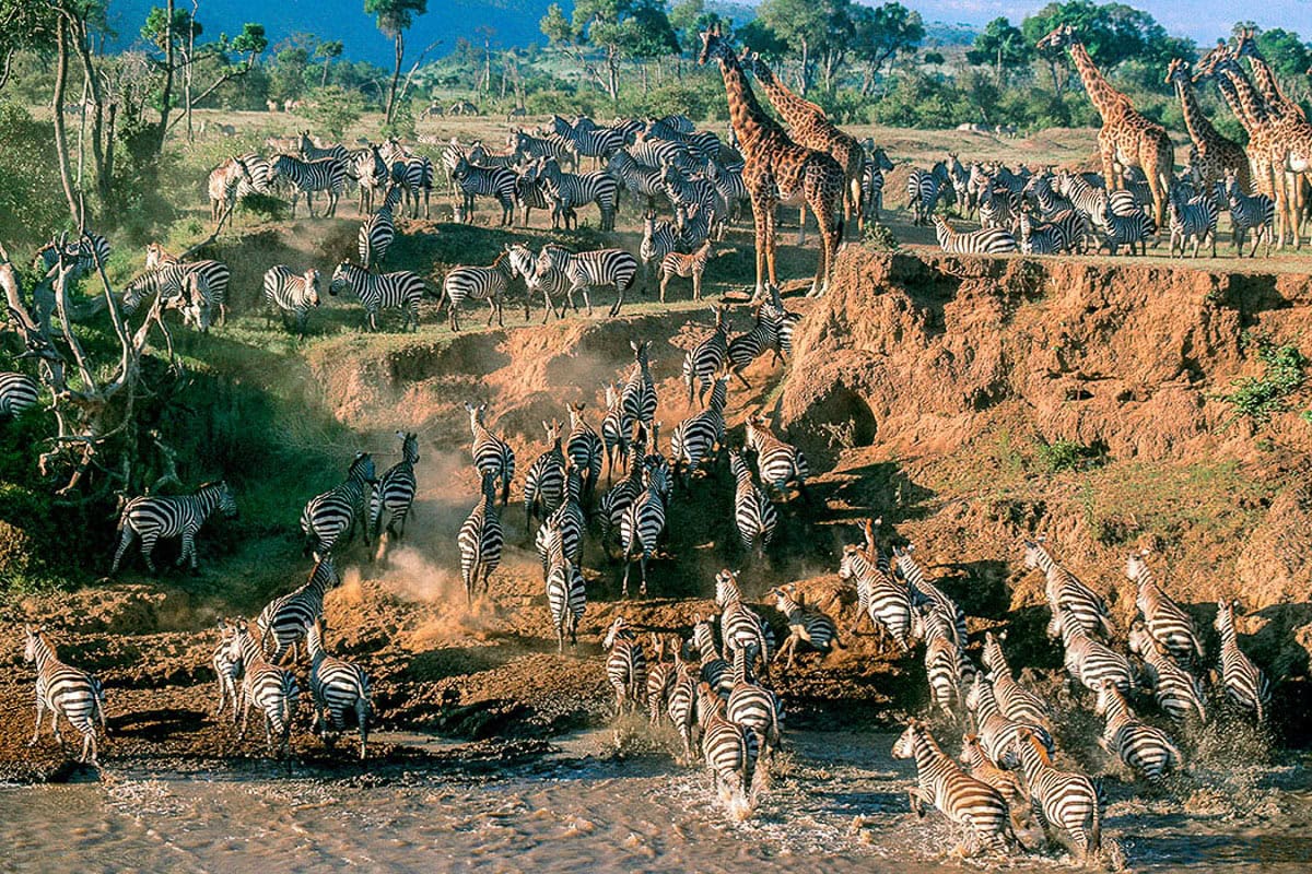 Tanzania — điểm khởi đầu cuộc Đại Di Cư hàng năm