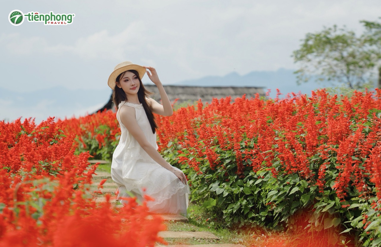 Check in hoa xác pháo cực mê ly ở Fansipan