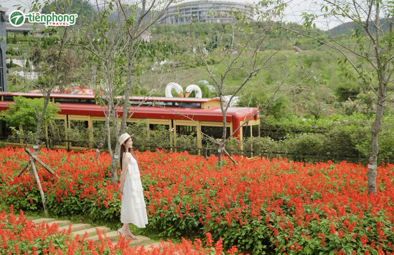 Hoa xác pháo nở rực tại Sun World Fansipan Legend