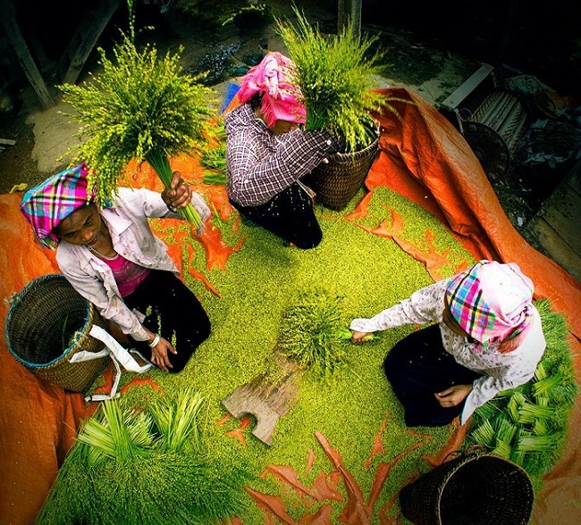 Cốm Tú Lệ