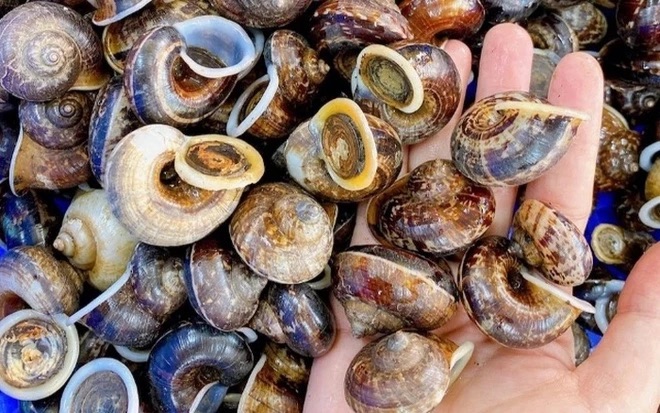 Ốc suối Bàng luộc – món ăn dân dã của người dân Suối Bàng