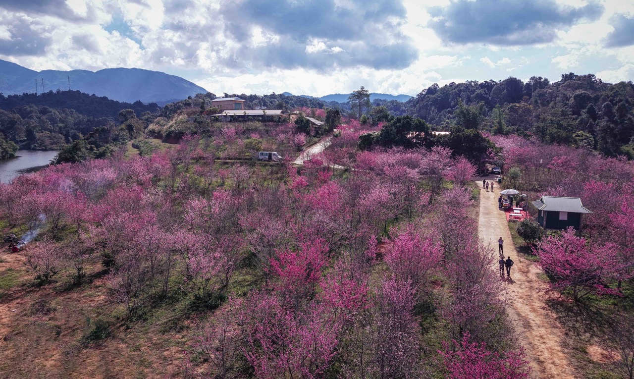 Mùa hoa anh đào ở Điện Biên