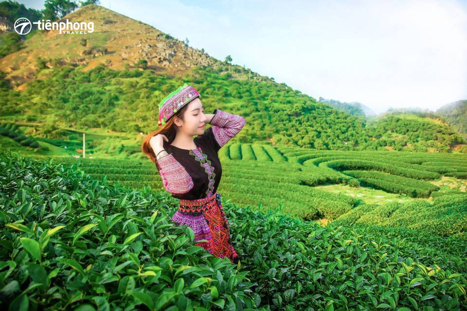 Đồi chè Mộc Châu xanh ngát