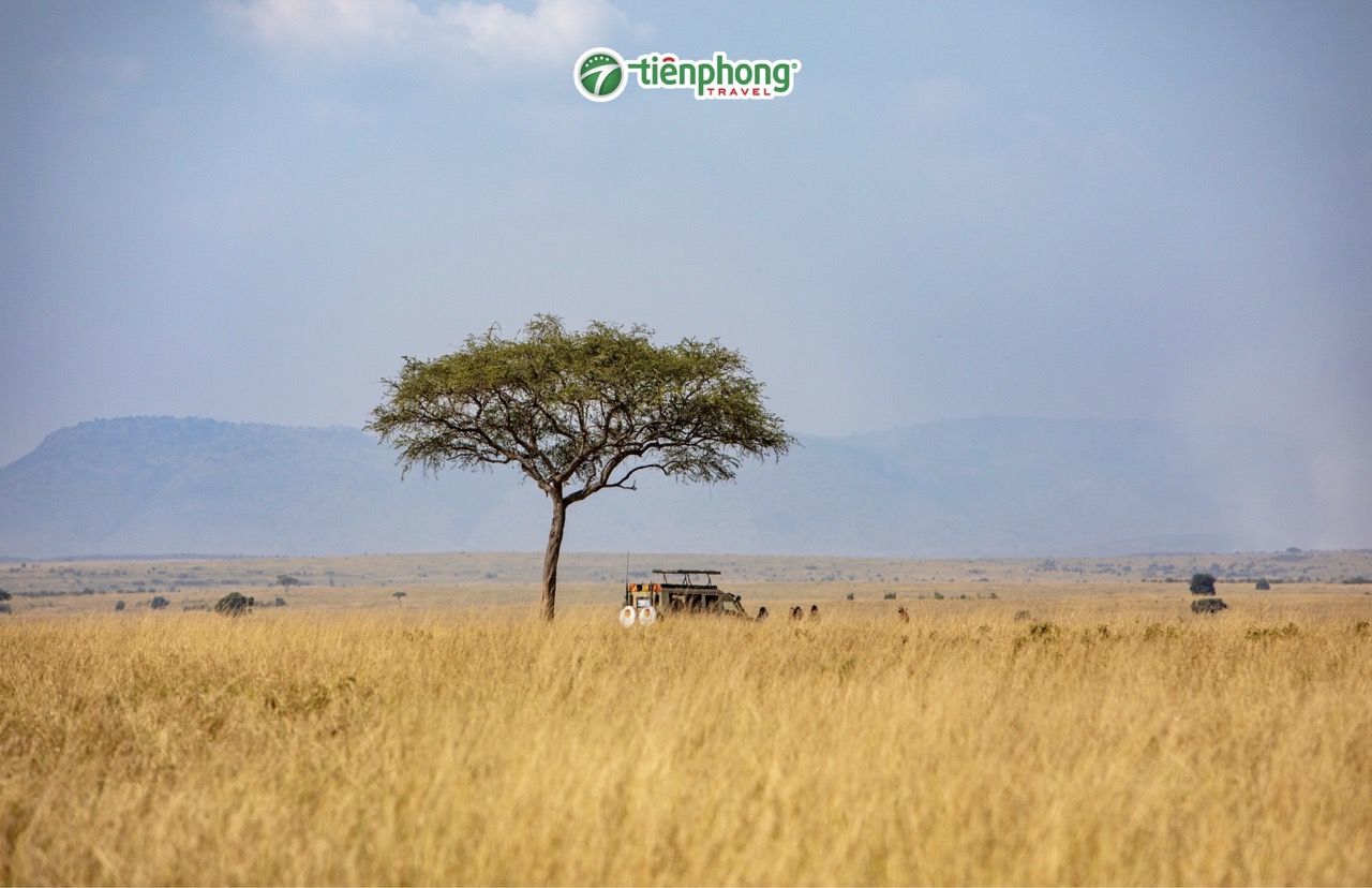 Maasai Mara là một trong những khu bảo tồn được nhiều du khách lựa chọn khi đến Kenya.