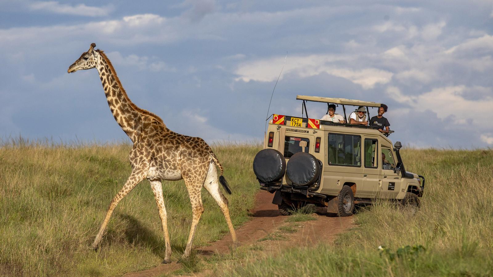 Du khách quan sát động vật từ xe safari trong khu bảo tồn tại Kenya.