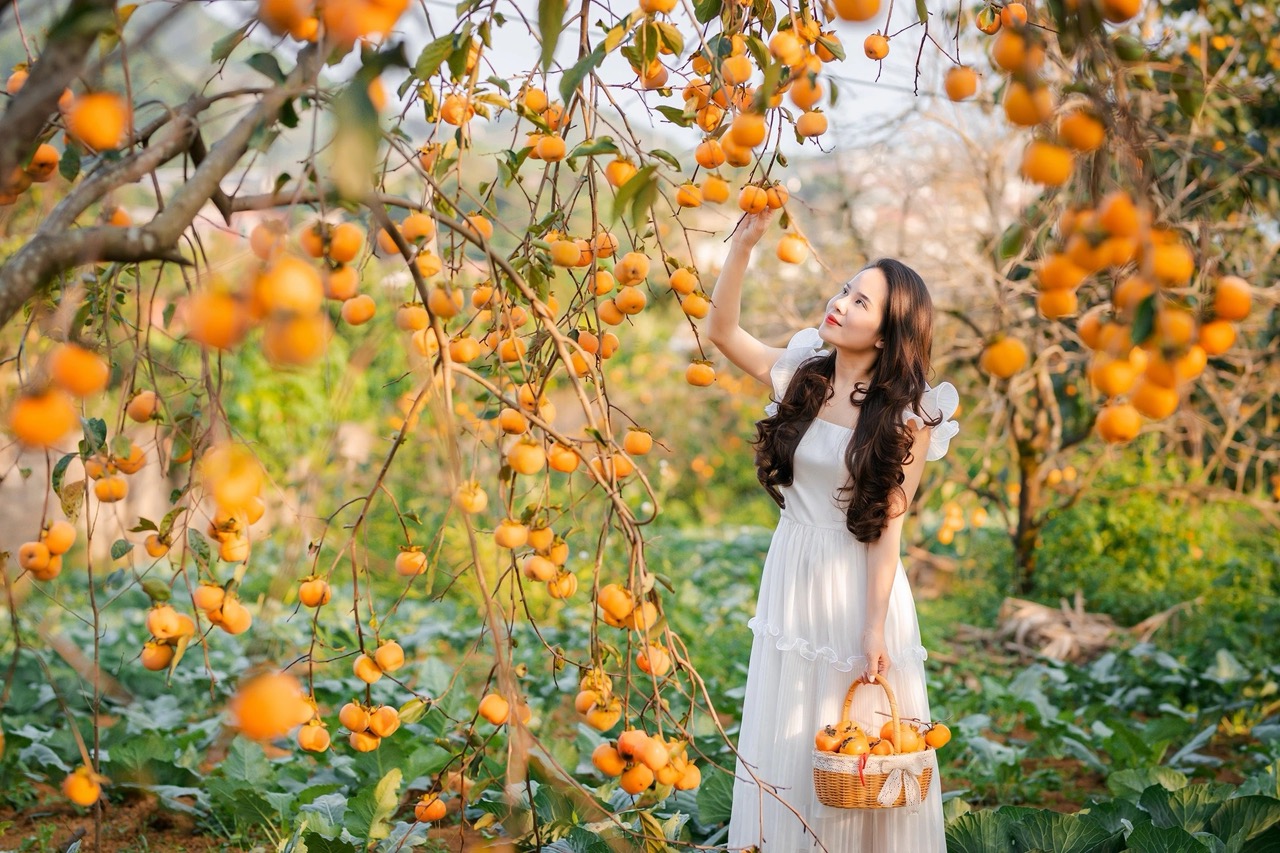 Vườn hồng Mộc Châu