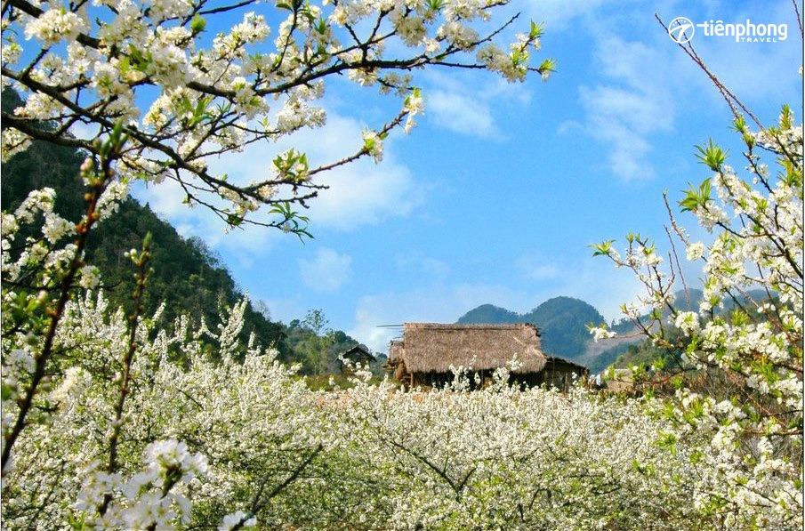 Hoa mận Mộc Châu dịp Tết Dương lịch