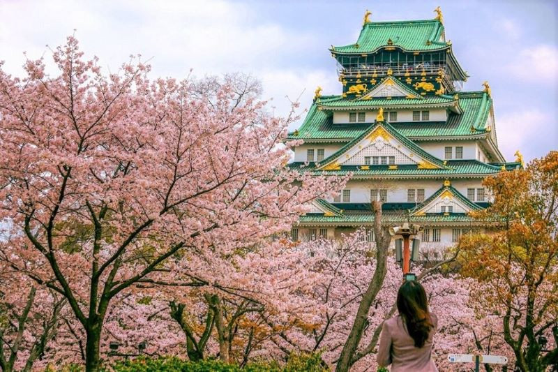 Lâu đài Osaka mái xanh mạ vàng nhìn từ công viên Nishinomaru mùa hoa anh đào